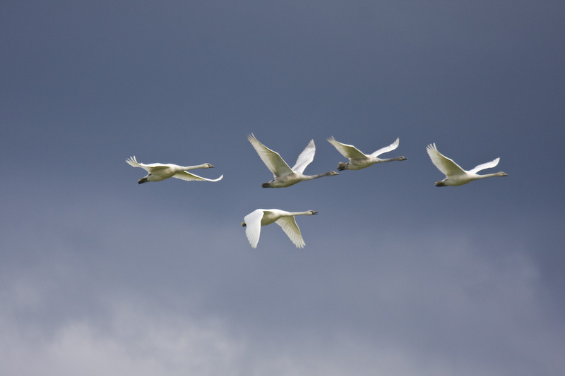 Tundra Swans In Flight